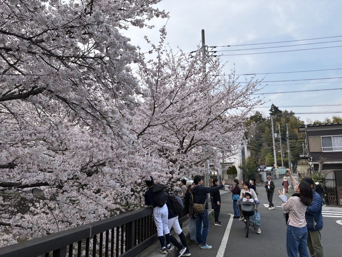 点滅に駆け出す女児に春の風